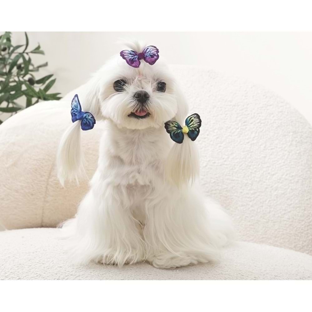 60900899 GLAM KÖPEKLER İÇİN AKSESUAR TOKA BLUE/PURPLE/GREEN