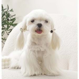 60901599 GLAM KÖPEKLER İÇİN AKSESUAR TOKA BLACK/SİLVER