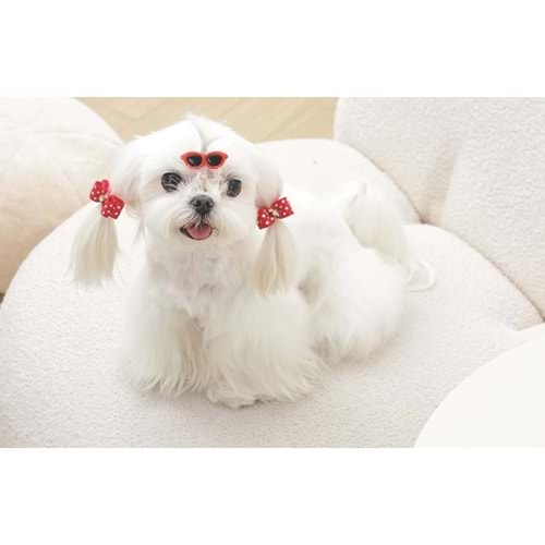 60900299 GLAM KÖPEKLER İÇİN AKSESUAR TOKA RED