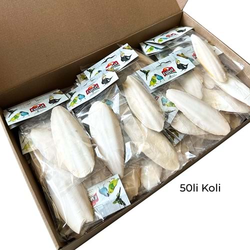 EXOVİT KALAMAR KEMİĞİ 10-12CM 50Lİ KUTU