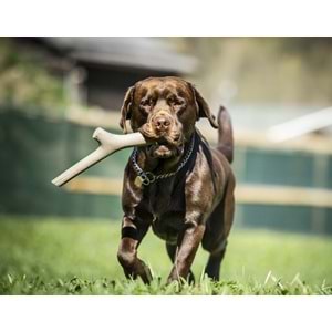 Bama Köpekler İçin Oyun Çubuğu Tuttomio Mini
